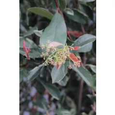   Rózsaszín tarkalevelű korallberkenye Photinia x fraseri Pink Marble CLT.35 175/200