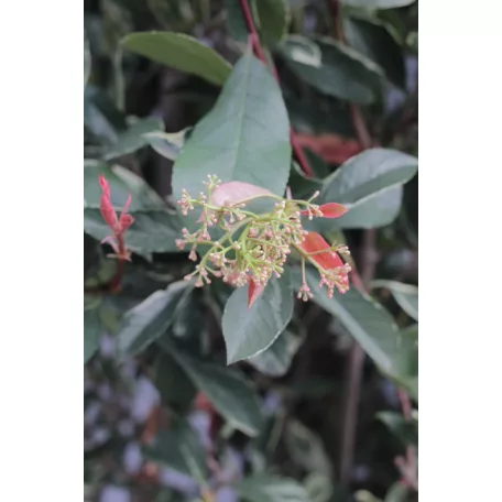 Rózsaszín tarkalevelű korallberkenye Photinia x fraseri Pink Marble CLT.35 175/200