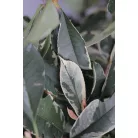 Rózsaszín tarkalevelű korallberkenye Photinia x fraseri Pink Marble CLT.35 175/200