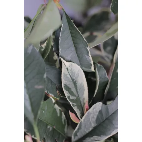 Rózsaszín tarkalevelű korallberkenye Photinia x fraseri Pink Marble CLT.35 175/200