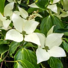 Csillagsom CORNUS KOUSA MILKY WAY CLT. 10