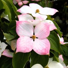 Csillagsom CORNUS KOUSA TEUTONIA CLT. 10