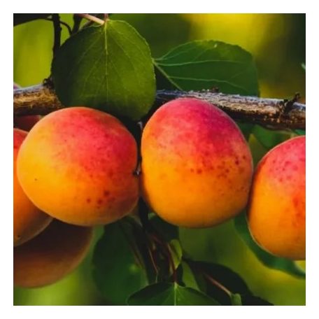 Luizet kajszibarack Prunus armeniaca Luizet CLT. 6 HALF STANDARD