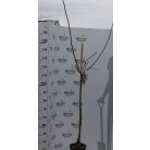 Luizet kajszibarack Prunus armeniaca Luizet CLT. 6 HALF STANDARD