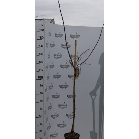 Luizet kajszibarack Prunus armeniaca Luizet CLT. 6 HALF STANDARD