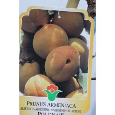   Polonais kajszibarack Prunus armeniaca 'POLONAIS' CLT. 6 HALF STANDARD