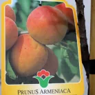 Rouge du Roussillon kajszi Prunus Armeniaca Rouge du Roussillon CLT. 6 HALF STANDARD