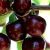 Black Star cseresznye PRUNUS AVIUM BLACK STAR CLT. 6 HALF STANDARD konténeres gyümölcsfa