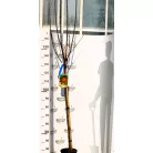 Alma, Boskoop Rouge Malus Domestica Boskoop Rouge CLT. 6 MF