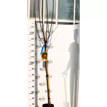 Alma, Boskoop Rouge Malus Domestica Boskoop Rouge CLT. 6 MF