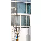 Alma, Boskoop Rouge Malus Domestica Boskoop Rouge CLT. 6 MF