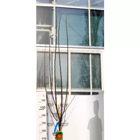 Alma, Boskoop Rouge Malus Domestica Boskoop Rouge CLT. 6 MF