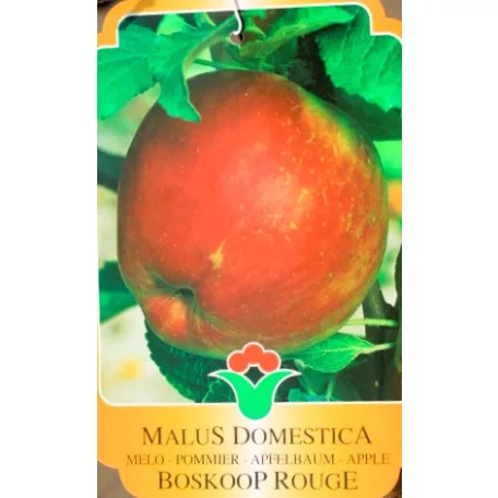 Alma, Boskoop Rouge Malus Domestica Boskoop Rouge CLT. 6 MF