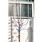 Alma, Fuji Malus Domestica FUJI CLT. 6 MF