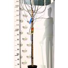 Alma, Fuji Malus Domestica FUJI CLT. 6 MF