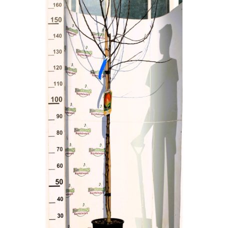 Alma, Fuji Malus Domestica FUJI CLT. 6 MF