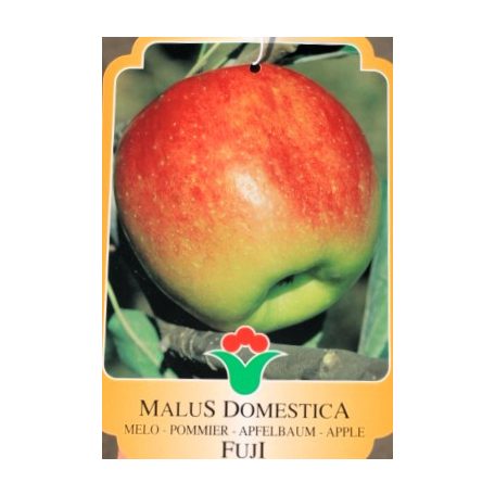 Alma, Fuji Malus Domestica FUJI CLT. 6 MF