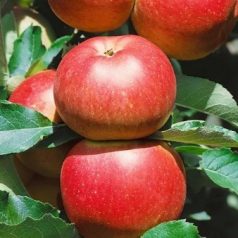   Melrose alma MALUS DOMESTICA MELROSE CLT. 6 HALF STAN konténeres gyümölcsfa