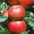 Melrose alma MALUS DOMESTICA MELROSE CLT. 6 HALF STAN konténeres gyümölcsfa
