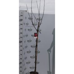   Melrose alma MALUS DOMESTICA MELROSE CLT. 6 HALF STAN konténeres gyümölcsfa