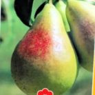 Körte Bella Di Giugno Pyrus communis 'Bella Di Giugno' CLT. 6 HALF STANDARD konténeres gyümölcsfa