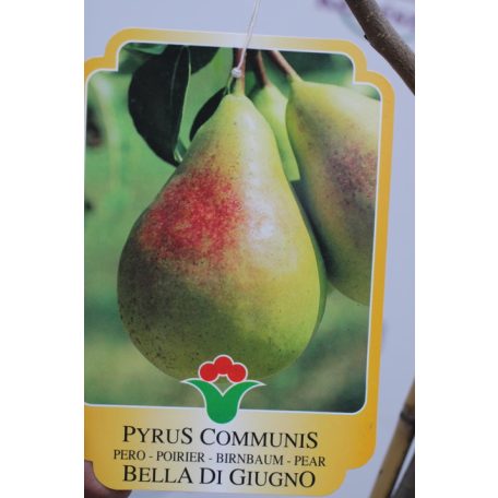 Körte Bella Di Giugno Pyrus communis 'Bella Di Giugno'  CLT. 6  HALF STANDARD