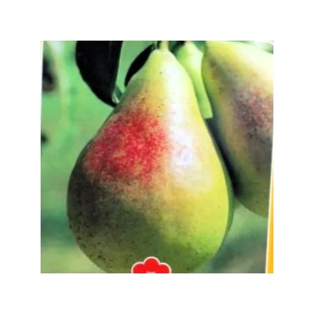 Körte Bella Di Giugno Pyrus communis 'Bella Di Giugno' CLT. 6 HALF STANDARD konténeres gyümölcsfa