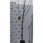 Körte Bella Di Giugno Pyrus communis 'Bella Di Giugno' CLT. 6 HALF STANDARD konténeres gyümölcsfa