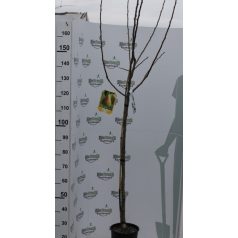   Körte Bella Di Giugno Pyrus communis 'Bella Di Giugno' CLT. 6 HALF STANDARD konténeres gyümölcsfa