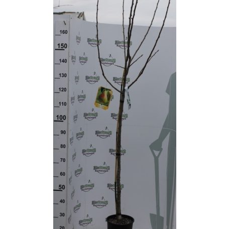Körte Bella Di Giugno Pyrus communis 'Bella Di Giugno' CLT. 6 HALF STANDARD konténeres gyümölcsfa