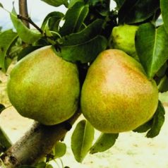   Körte Decana del Comizio (Doyenne du Comice) CLT. 6 HALF STANDARD konténeres gyümölcsfa