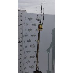   Körte Decana del Comizio (Doyenne du Comice) CLT. 6 HALF STANDARD konténeres gyümölcsfa