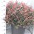 Törpe korallberkenye gömb Photinia fraseri Little Red Robin Nana  CLT.45 BALL