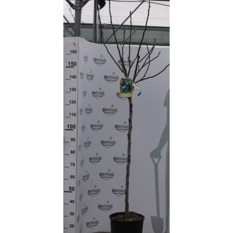 Lila fügefa Ficus carica 'Brogiotto Nero'  CLT. 15 HALF STANDARD