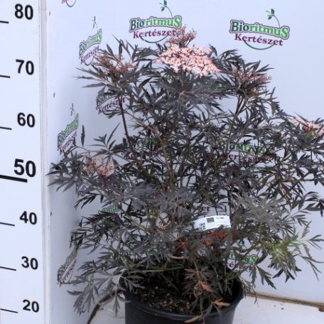 Bordó, szeldelt levelű bodza SAMBUCUS NIGRA BLACK LACE (R) CLT. 10