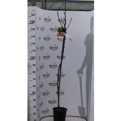 Fügefa FICUS CARICA CLT. 6 HALF STANDARD