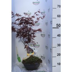   Bordó levelű japán juhar bonsai ACER PALMATUM FIREGLOW LCI 5 BONSAI
