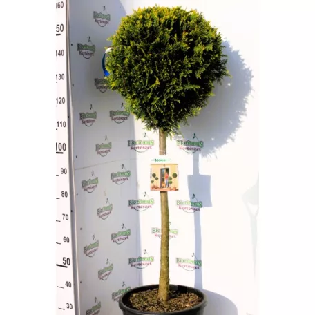Sárga színű leyland ciprus féltörzses CUPRESSOCYPARIS LEY. CASTLEWELLAND GOLD CLT. 30 MF