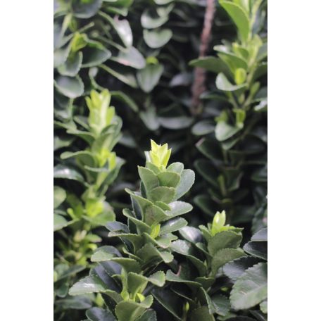 Fehértarka japán kecskerágó Euonymus jap. 'Paloma Blanca CLT. 10