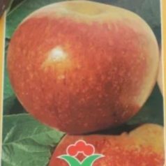   Annurca alma MALUS DOMESTICA ANNURCA CLT. 6 HALF STAN konténeres gyümölcsfa