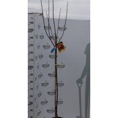   Annurca alma MALUS DOMESTICA ANNURCA CLT. 6 HALF STAN konténeres gyümölcsfa