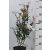 Korallberkenye Photinia x fraseri 'Carré Rouge' CLT. 3