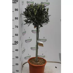 Olajfa OLEA EUROPAEA (OLIVI) LV 9