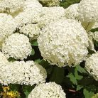 Cserjés hortenzia Hydrangea arb. Strong Annabelle CLT. 10