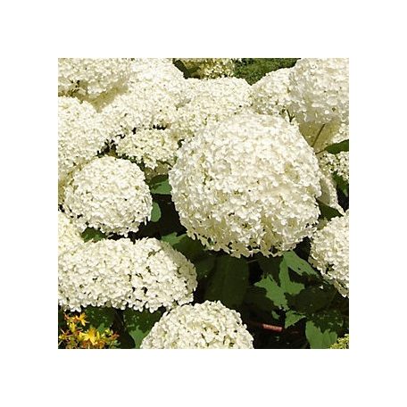 Cserjés hortenzia Hydrangea arb. Strong Annabelle CLT. 10