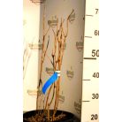 Cserjés hortenzia Hydrangea arb. Strong Annabelle CLT. 10