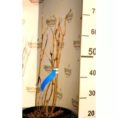 Cserjés hortenzia Hydrangea arb. Strong Annabelle CLT. 10