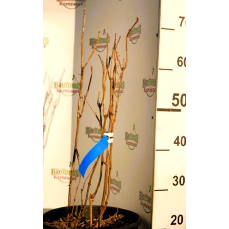 Cserjés hortenzia Hydrangea arb. Strong Annabelle CLT. 10