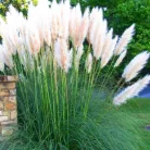 Pampafű, fehér virágú Cortaderia selloana White Feather CLT. 3