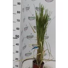 Pampafű, fehér virágú Cortaderia selloana White Feather CLT. 3